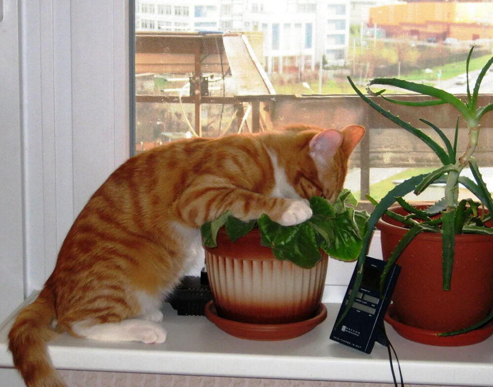 источник: koshek.ru