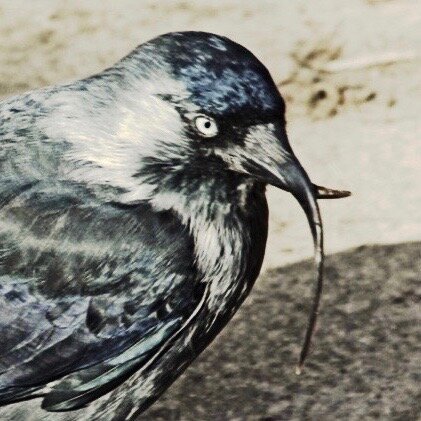 Галка с кривым клювом