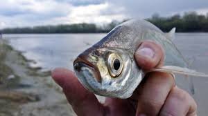 Фото взято из открытых источников 