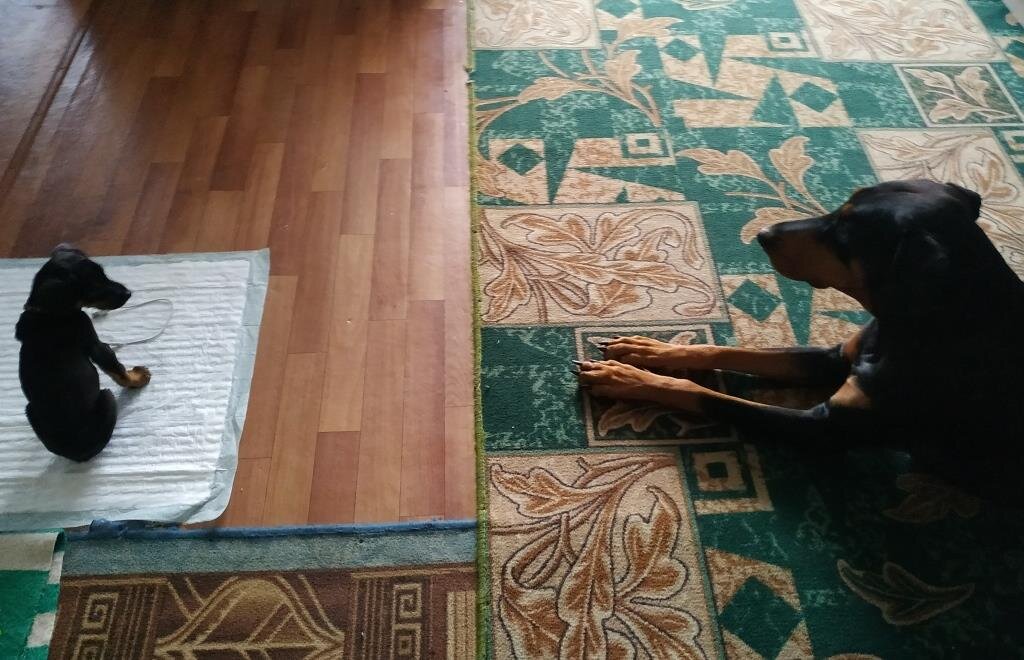 Первый день в квартире. Первое знакомство отца с сыном.