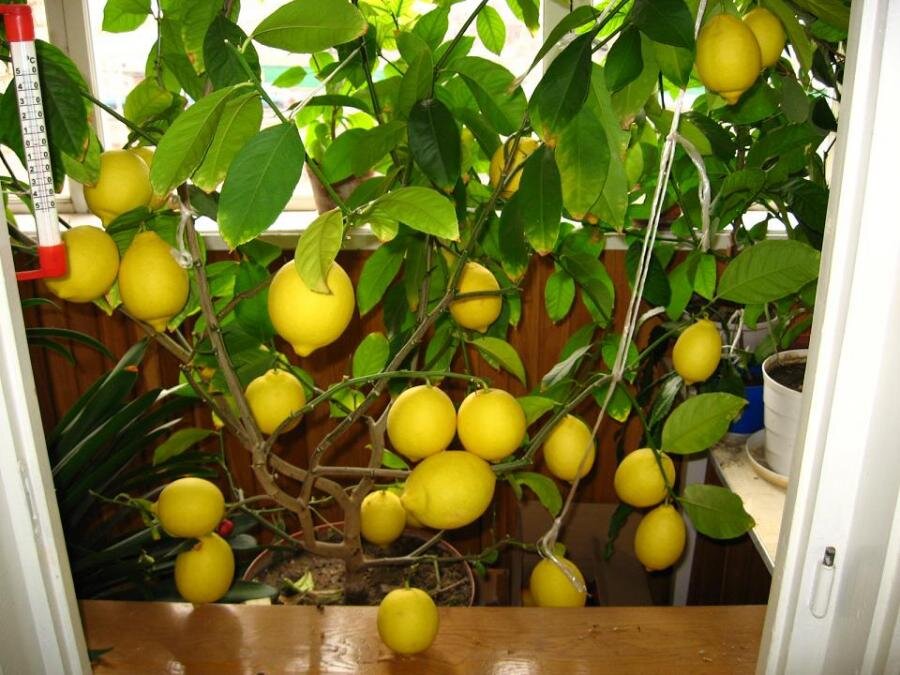 Лимонное дерево, болезни, виды, уход - sauna-chelyabinsk.ru