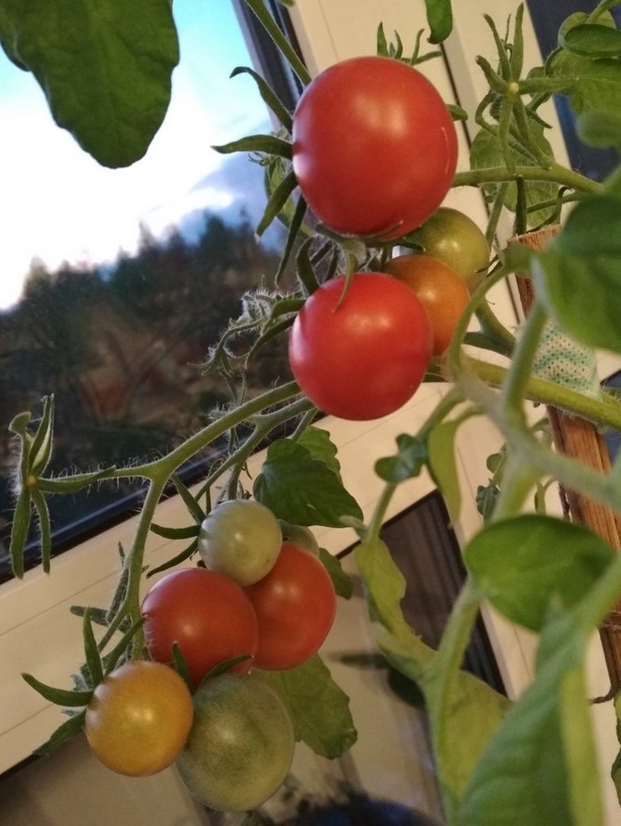 Надо сказать очень вкусные, но в связи с тем что я часто лью много воды, кругом бывает земля вытекшая из горшка