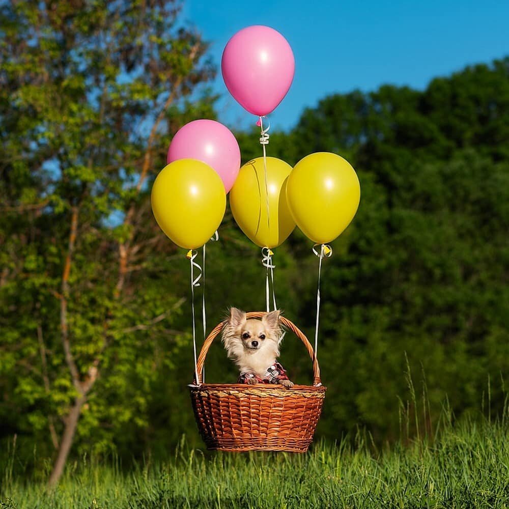 Доброе утро шарами. Корзина с воздушными шарами. Собачка на воздушном шаре. Пять минут полет нормальный. Воздушный шарик собачка.