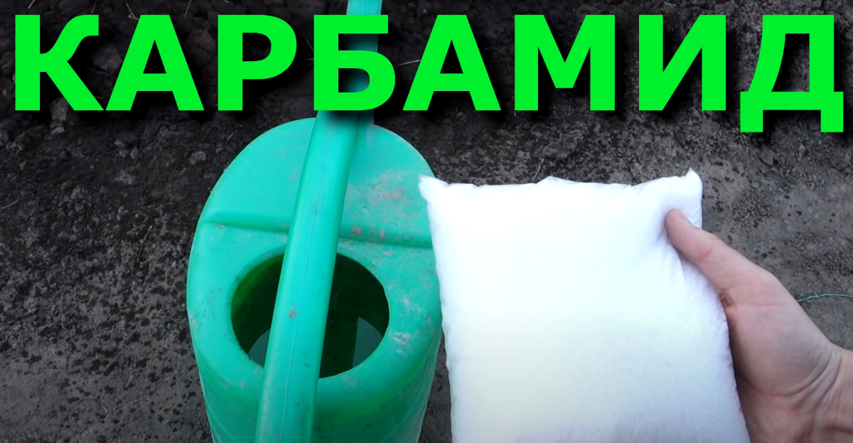 Будем делать подкормку из мочевины