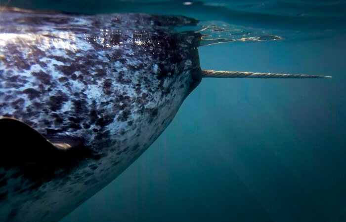 Monodon monoceros (нарвал).