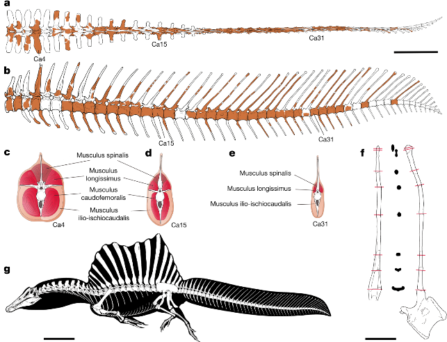 Spinosaurus aegyptiacus © Nizar Ibrahim et al./ Nature, 2