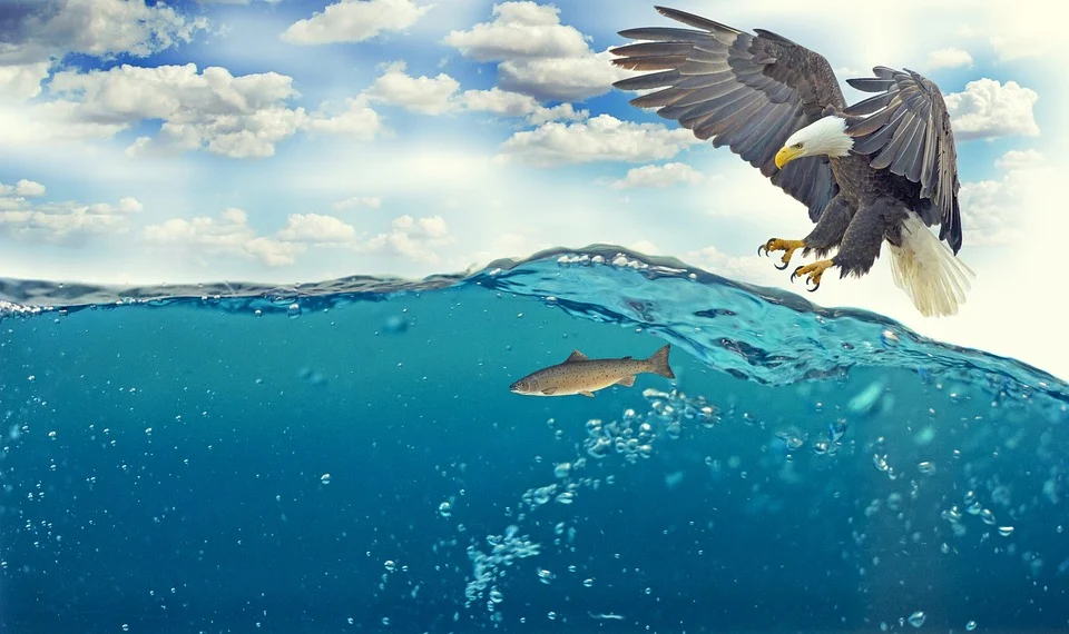 https://pixabay.com/photos/white-tailed-eagle-adler-bald-eagle-2015098/
