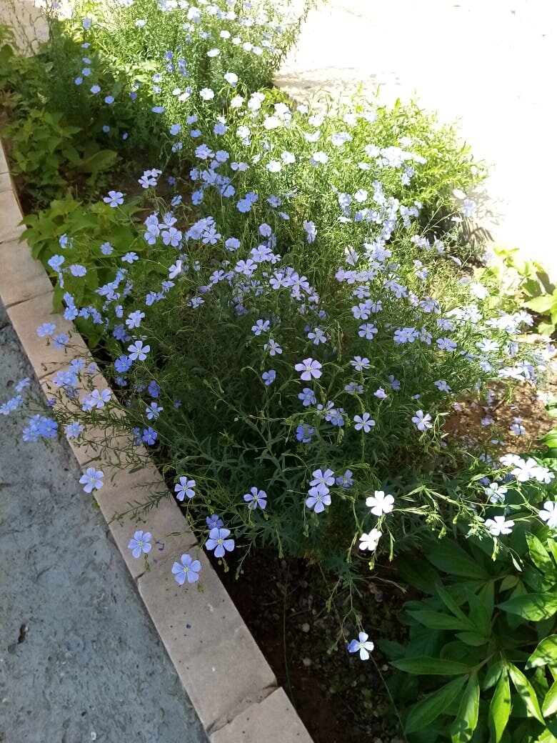 Вот так в нашем дворе цветет лен! Фото автора