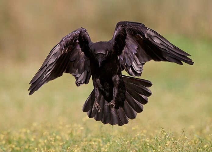 Ворон, фото с интернета