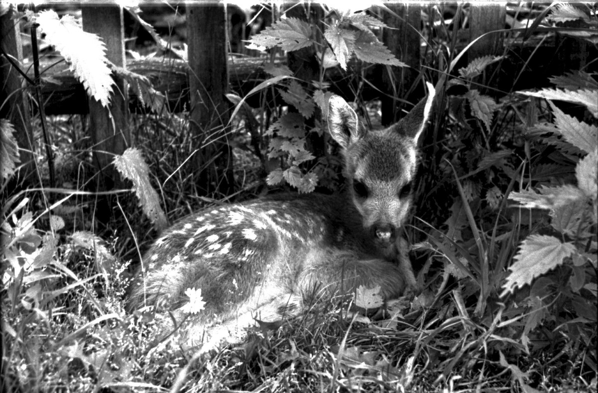 Олененок. Боровое. Казахстан