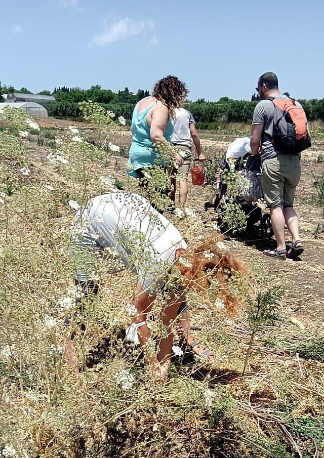 Как Puerrtto урожай собирал, или мой самый вкусный день на этой неделе