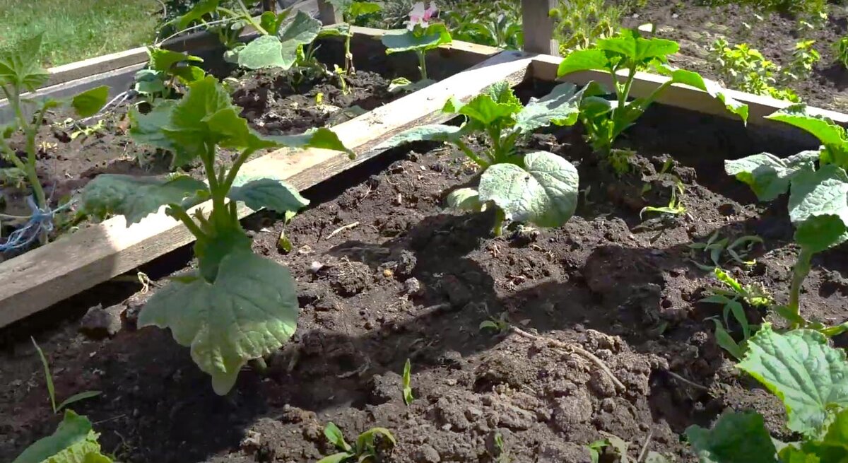 Вот такие у меня огурчики