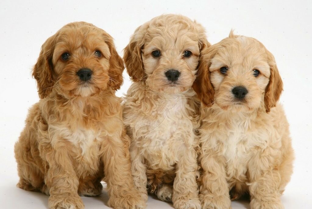 https://kotsobaka.com/wp-content/uploads/2018/07/15005-american-cockapoo-puppies-white-.jpg