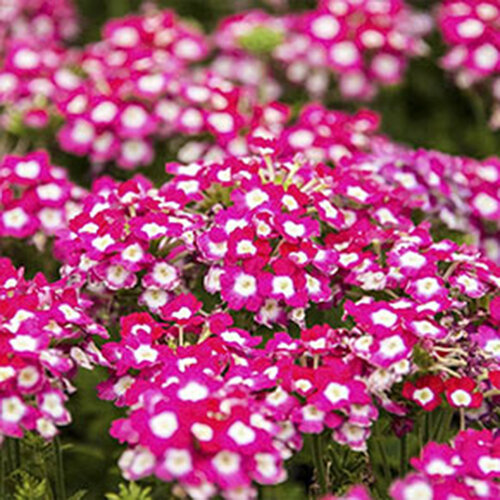 Verbena 'Empress Strawberry