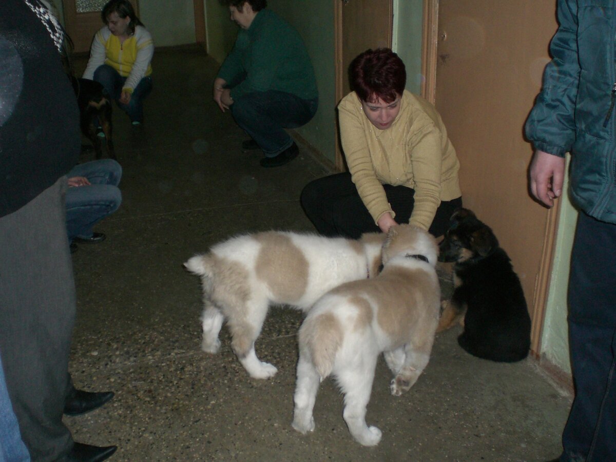 Обучение щенков в детском саду