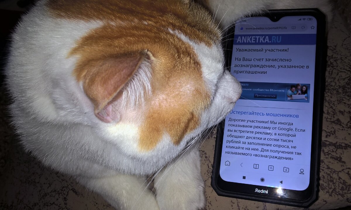Мой котик тоже интересуется опросами