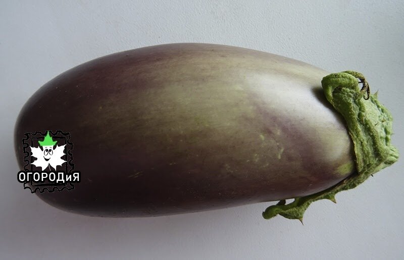 Переспевший баклажан