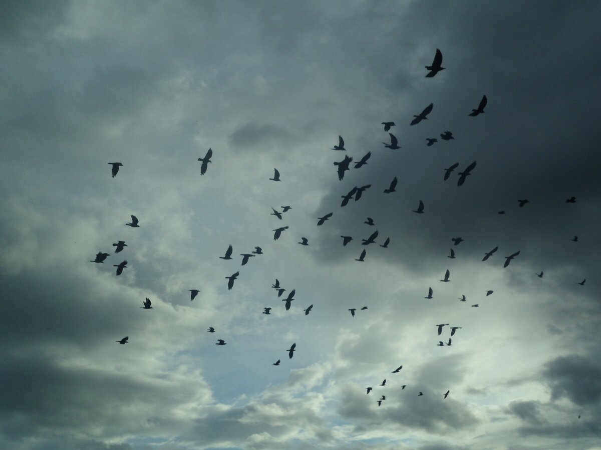 Кружатся черные вороны песня. Стая птиц. Вороны в небе. Стая ворон. Стая птиц в небе.