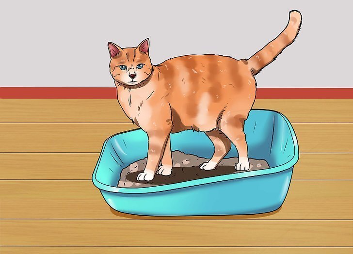 Большинство кошек учатся пользоваться туалетным лотком без особой подготовки. Однако иногда у кошки могут возникнуть проблемы с мочеиспусканием вне туалета.-2