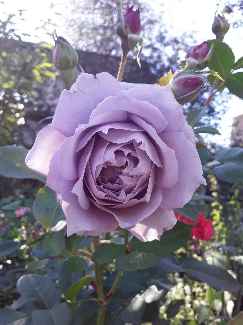 Роза флорибунда, сорт Novalis