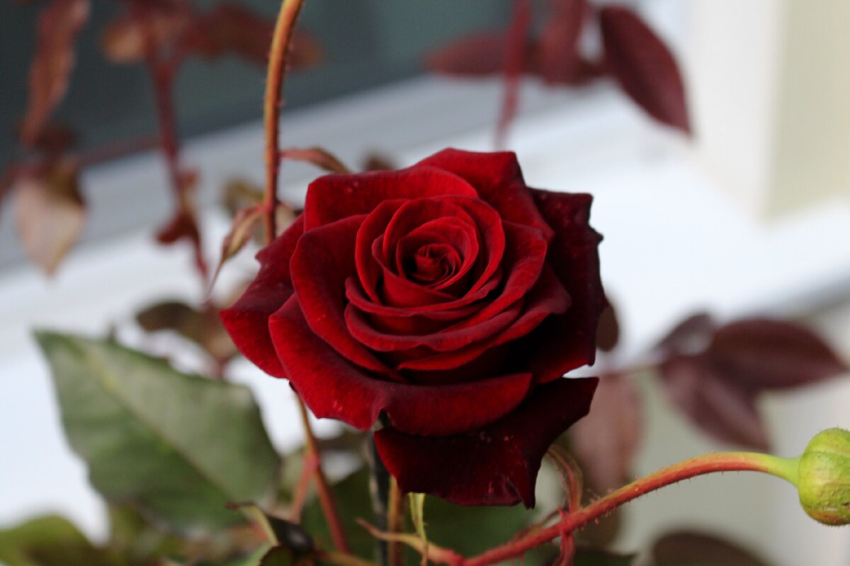 2. Мой сад 13 сентября