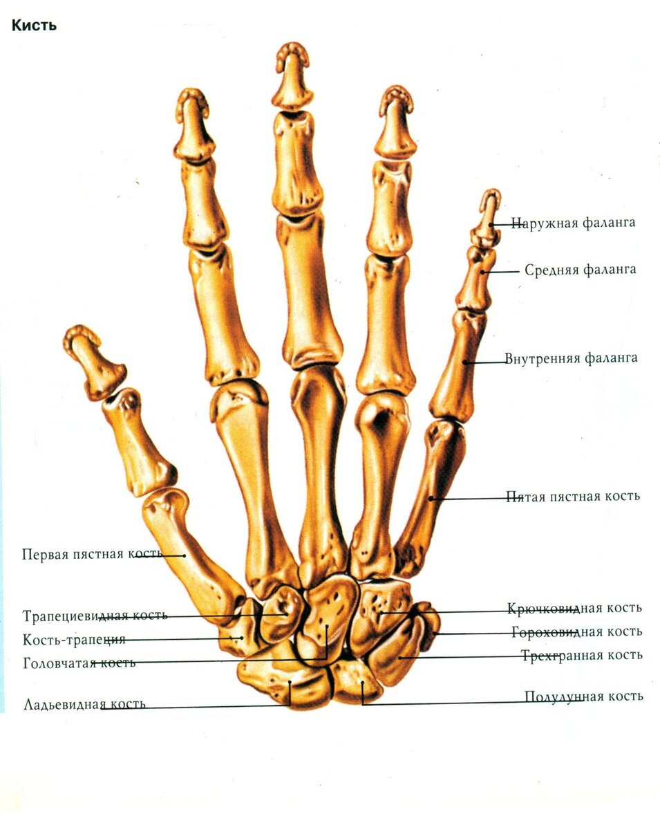 Кости кисти картинка