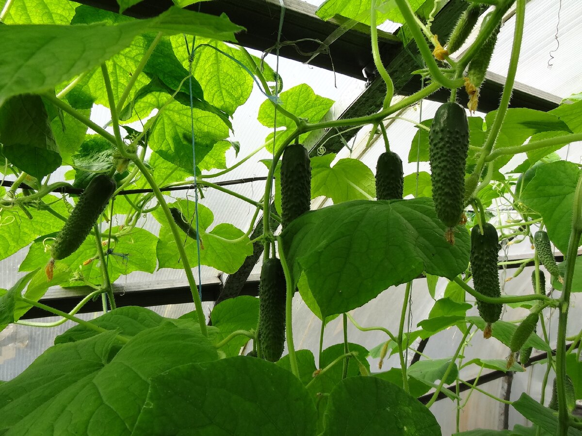 огурец амур f1