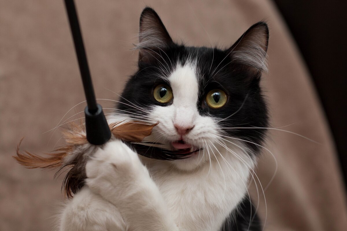 Банда Дворян. Жасмин  2 года