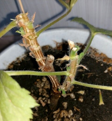 Королевская пеларгония после осенней обрезки