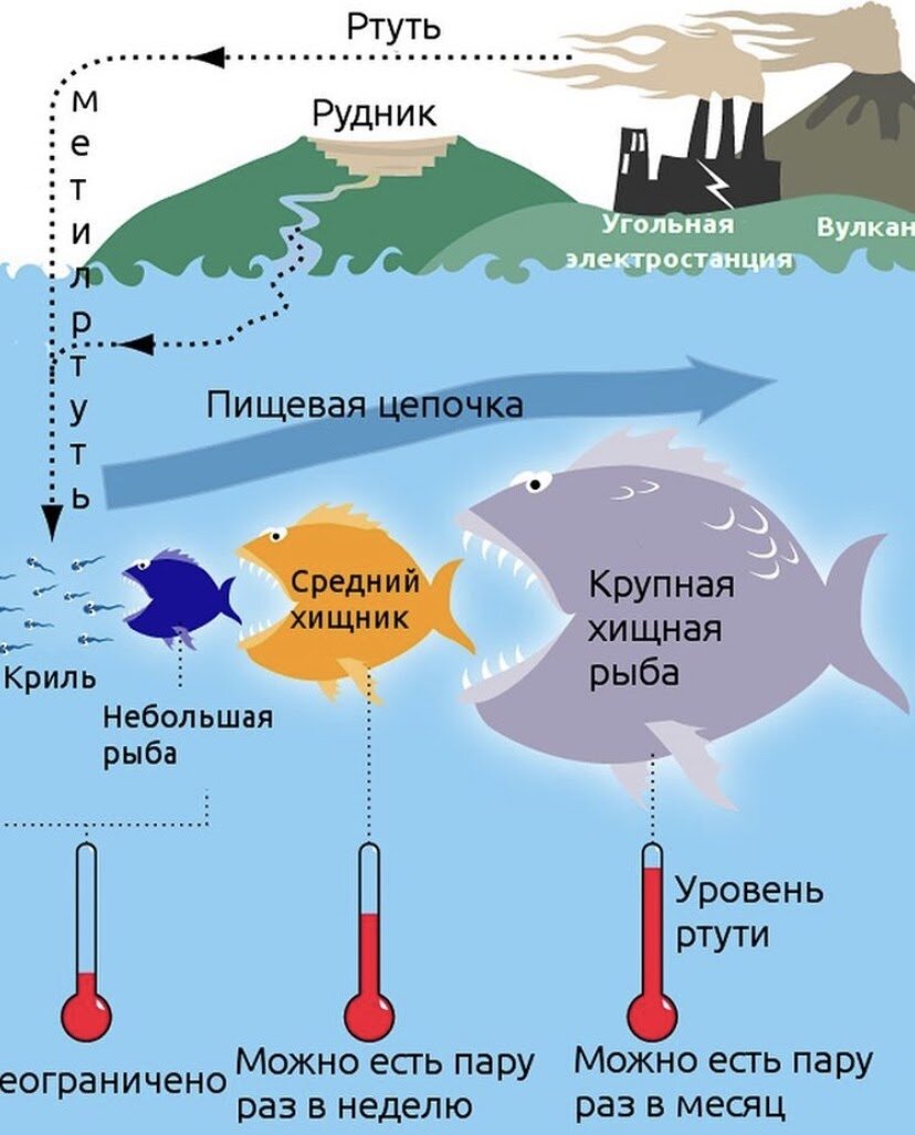 Консервированный тунец: польза и вред, сколько можно есть?