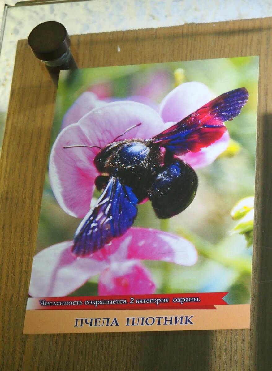 Пчела Плотник. Фотография автора 2020