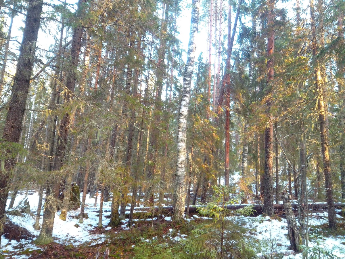 Немного не то что мы ожидали, в лесу тает медленно.