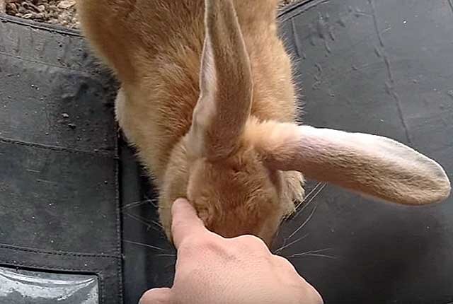 Инфекционный папилломатоз кроликов - Новости Ветеринарии - cправочник лекарственных препаратов