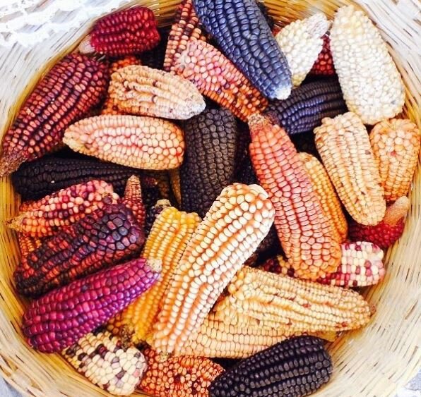 Кукуруза в Мексике. Источник фото: https://www.foodnavigator-latam.com/Article/2019/03/13/Native-criollo-corn-variety-grown-in-Mexico