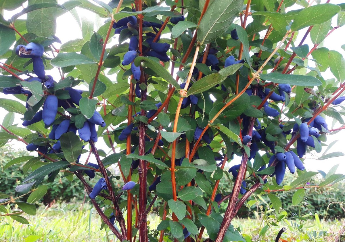 Жимолость. Фото из Интернета.