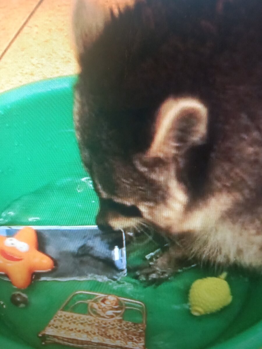 Енот полоскун полоскается