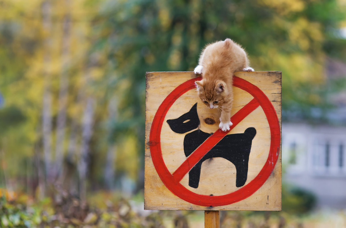 на Мальдивах кошкам нечего боятся :)) (Материал взят из открытых источников)