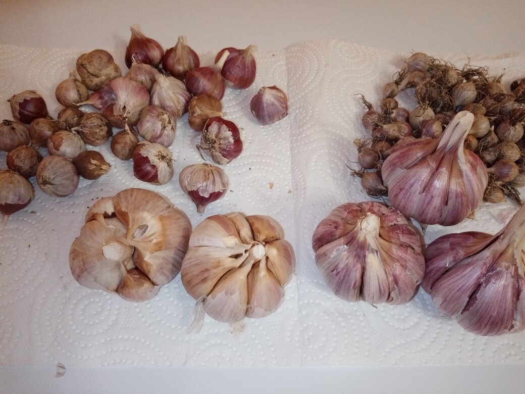 Чеснок без чешуи, для наглядности зубков. Слева новый сорт чеснока, справа - старый. 22.12.2020 г.