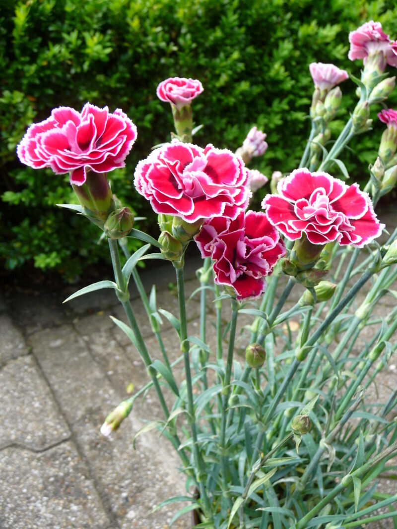 Садовая гвоздика (Dianthus caryophyllus)