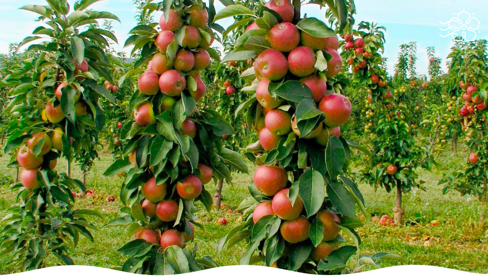 Как растут колоновидные яблони фото