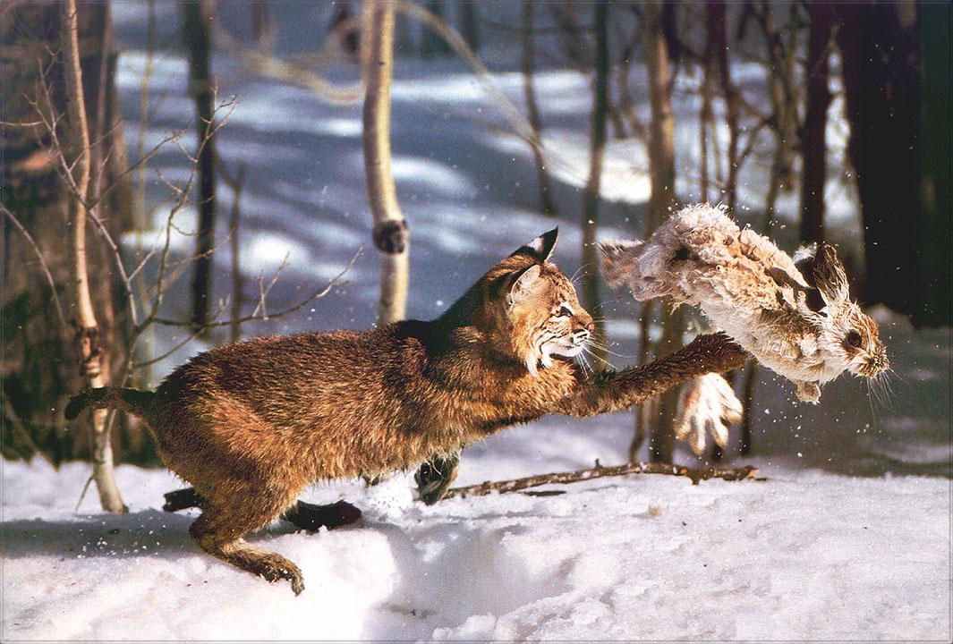 Лесная дикая кошка в экосистеме. Беловежская пуща Рысь. Рысь обыкновенная на охоте. Заяц Беляк в тайге. Животные тайги.