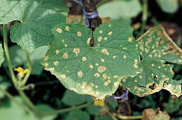 Грибок на огурцах