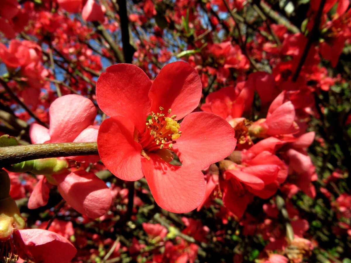 Цветки японской айвы