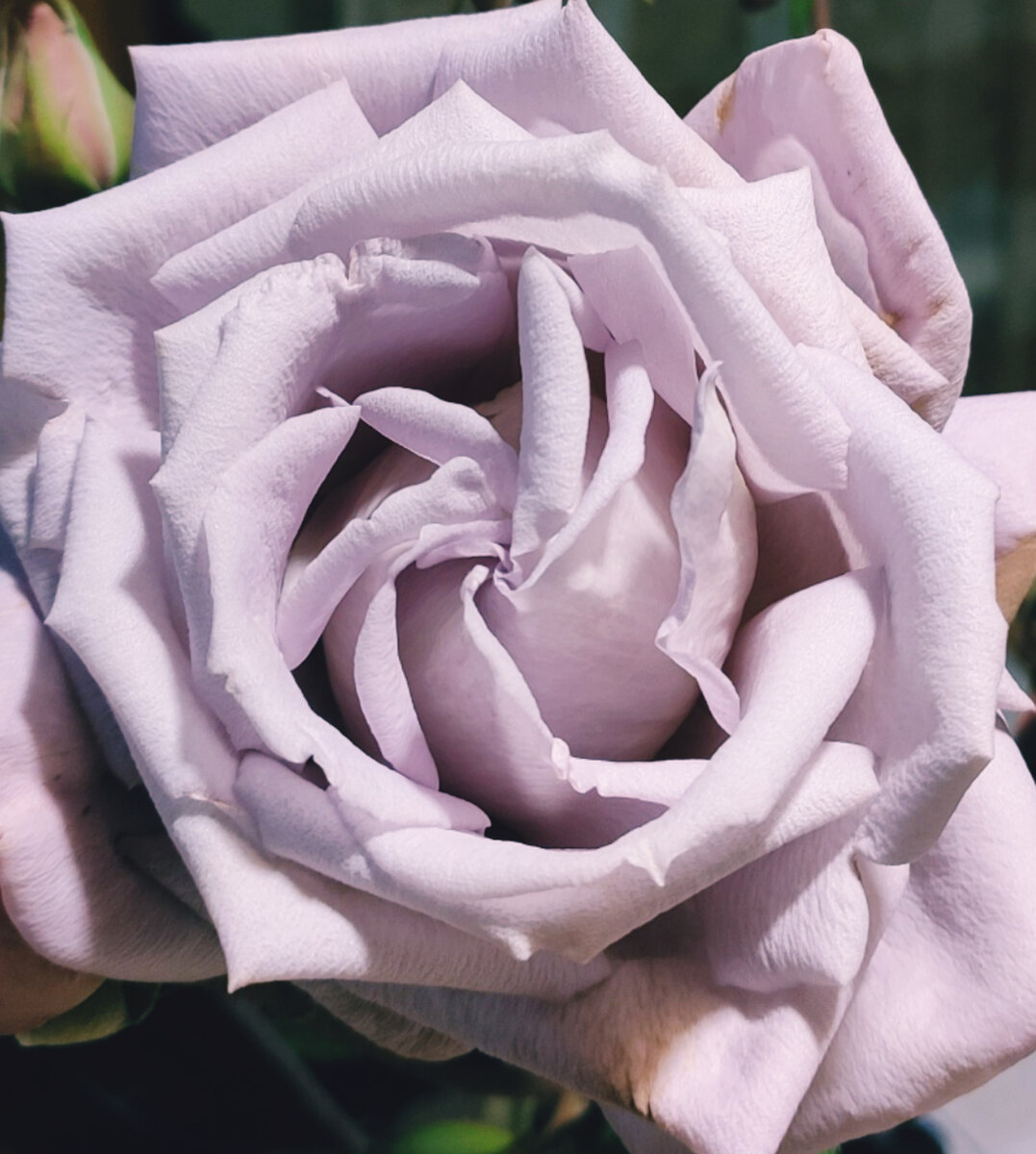 Ирина как чайная роза