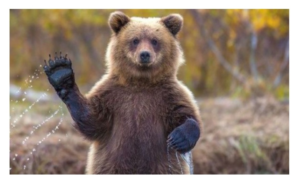 Бурый Медведь