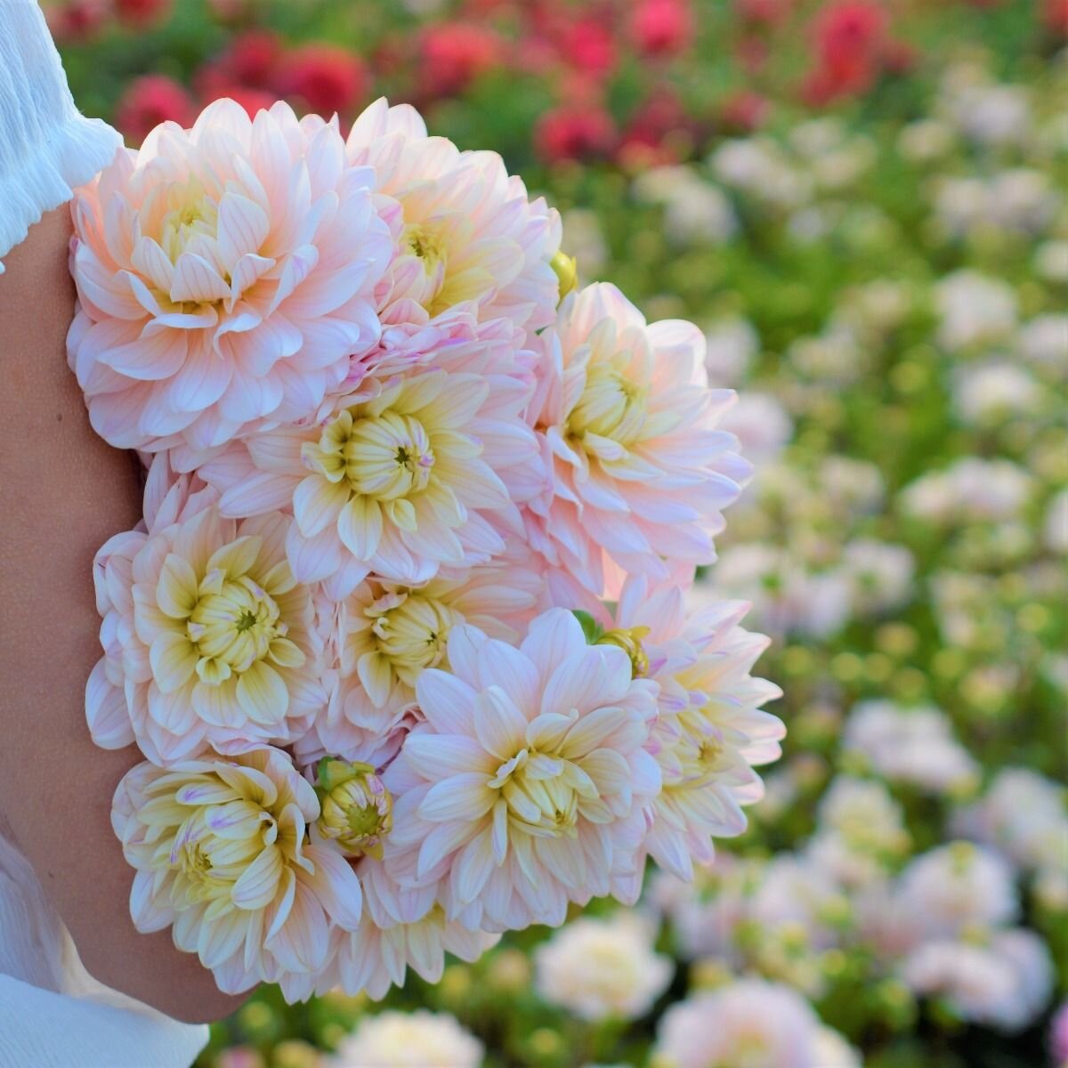 Фото с сайта производителя клубней, компании www.famflowerfarm.com