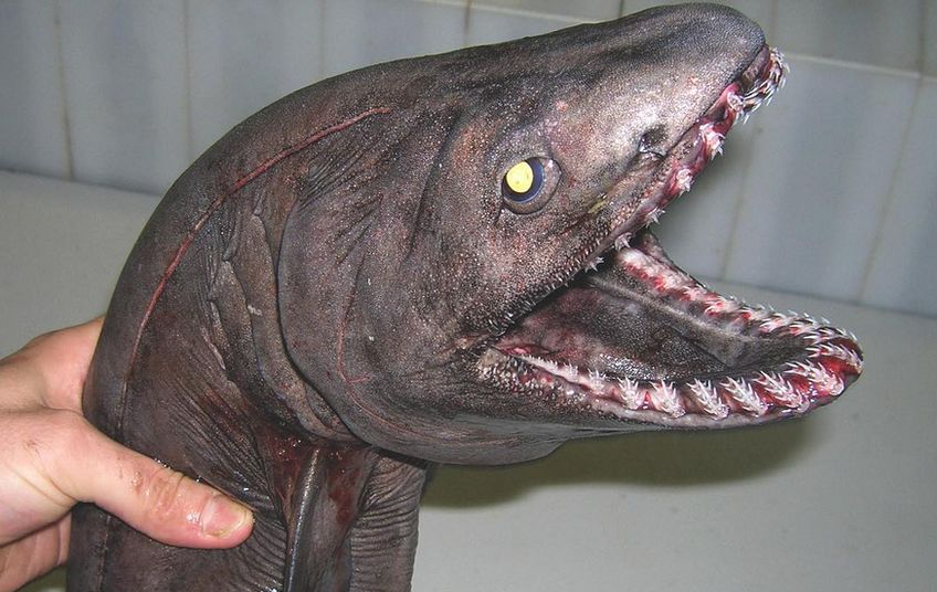 Плащеносная акула 04. 10.2019