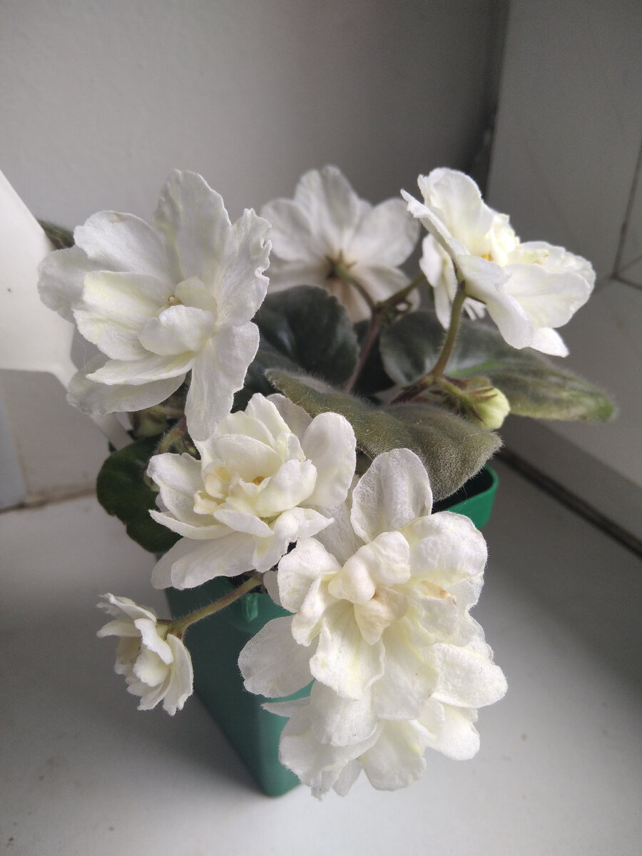 Мой "Warm sunshine" в августе 2021 года. Реальный цвет. 