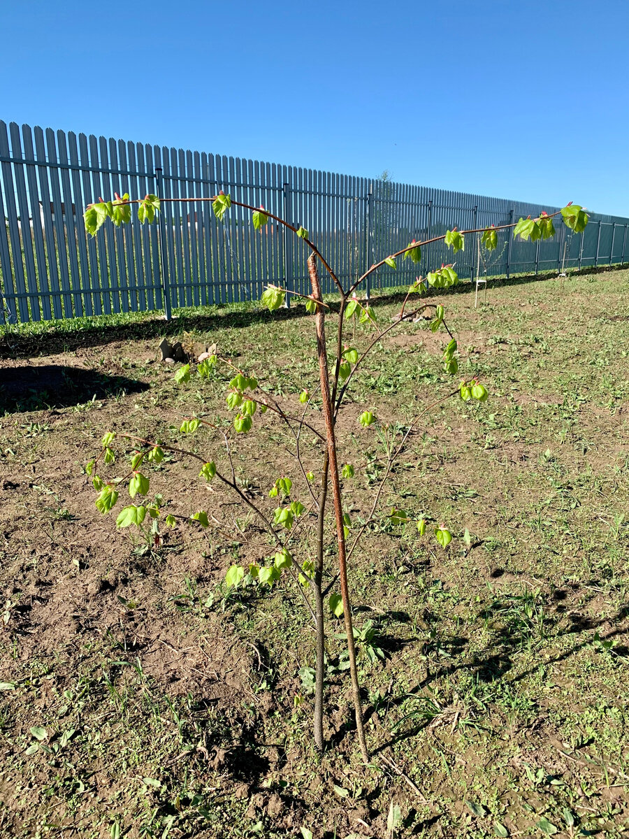 липка зазеленела! скоро зацветет))