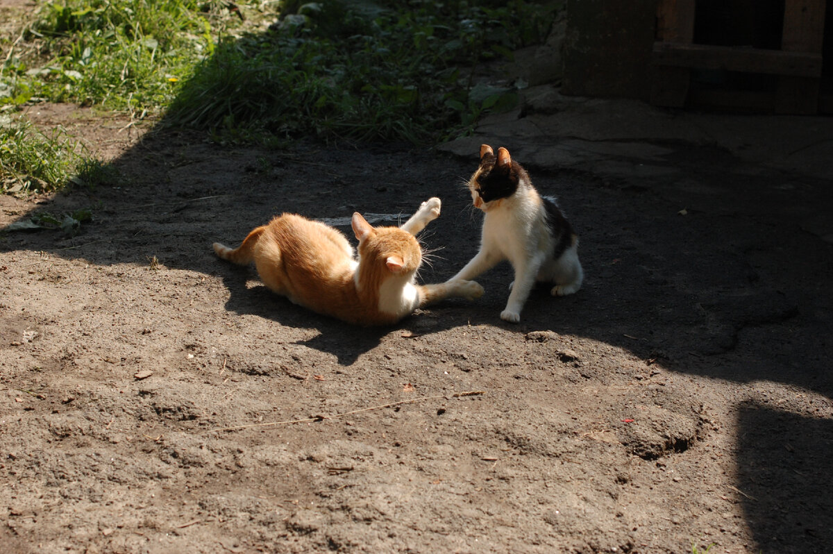 Чуча со своим товарищем Бабаем. 